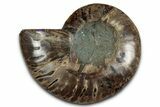 Cut & Polished Ammonite Fossil (Half) - Madagascar #354194-1